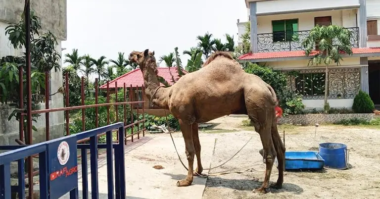 বিশাল আকৃতির উট